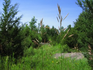IMG_0667